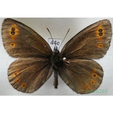 Erebia medusa (Denis & Schiffermüller, 1775) Górówka meduza Poland44e